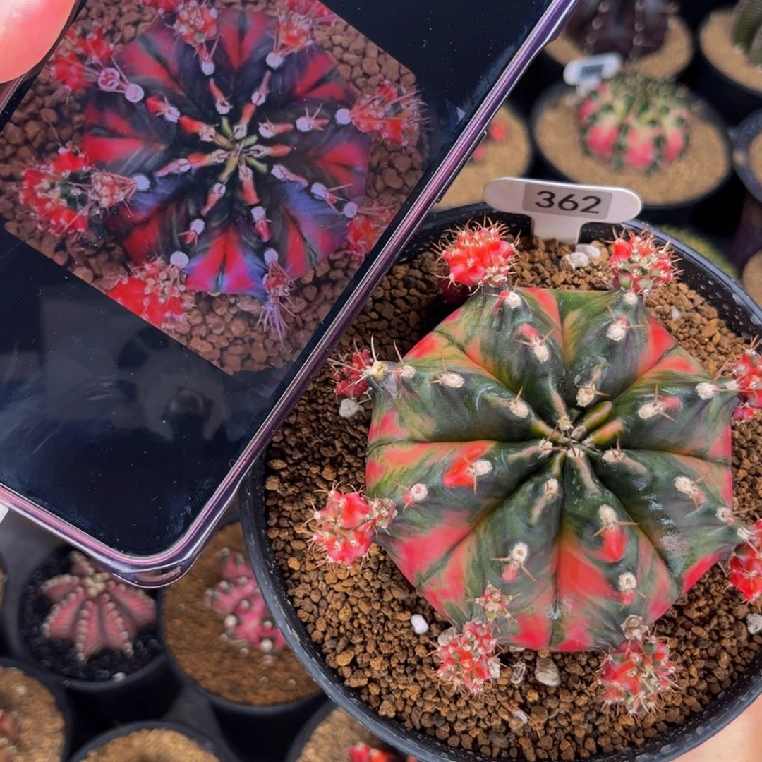 胖孔雀 侧芽可出 288一个 米哈仙人球