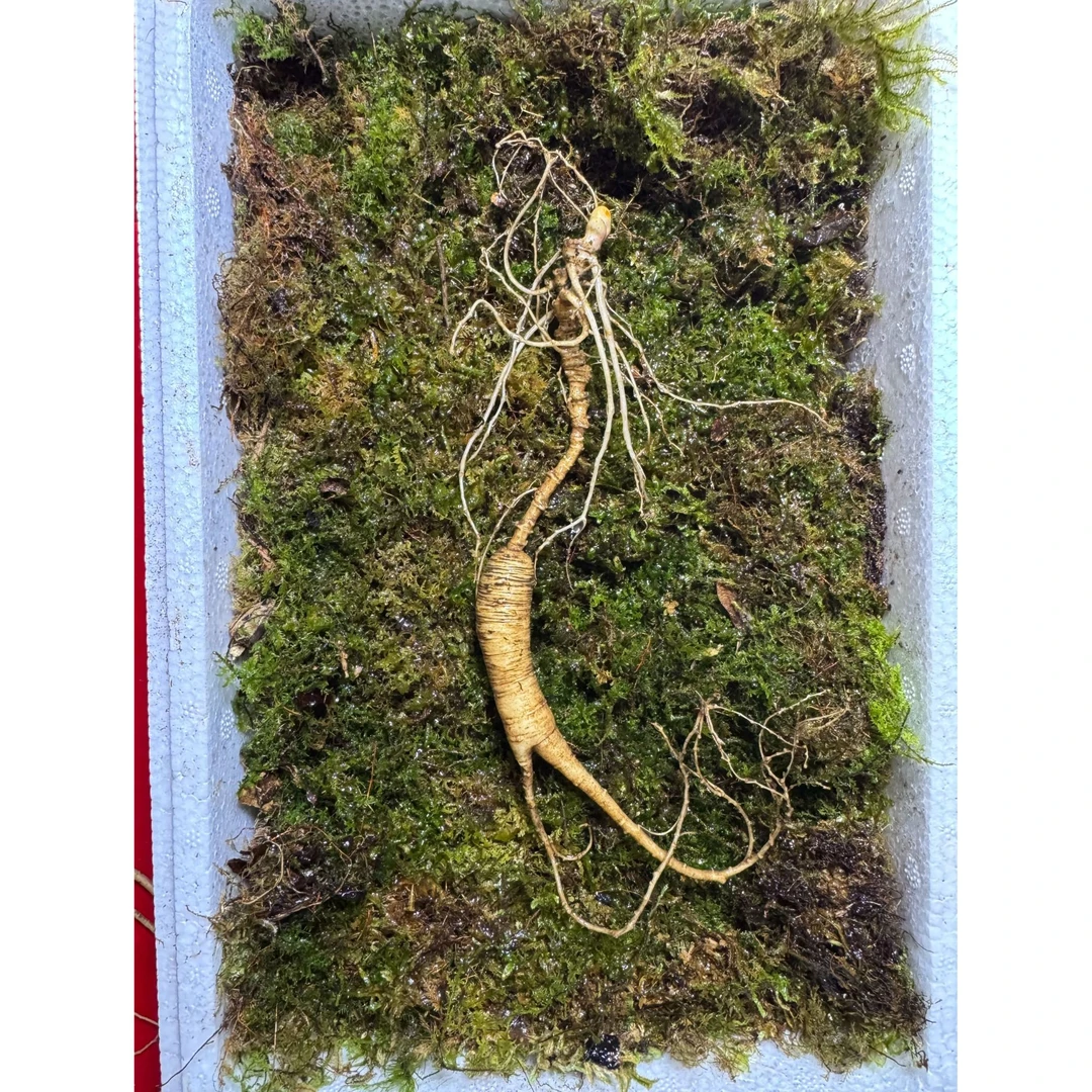 高年份精品林下参