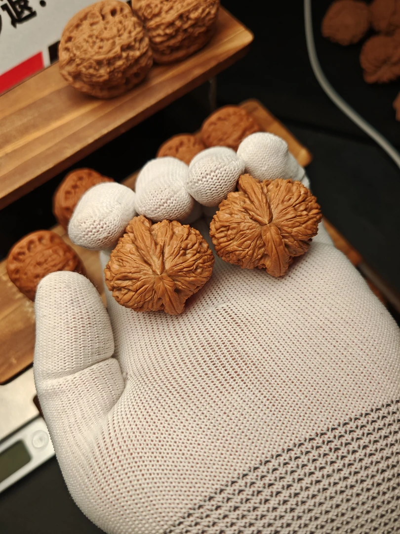 麻核桃白狮子37全品