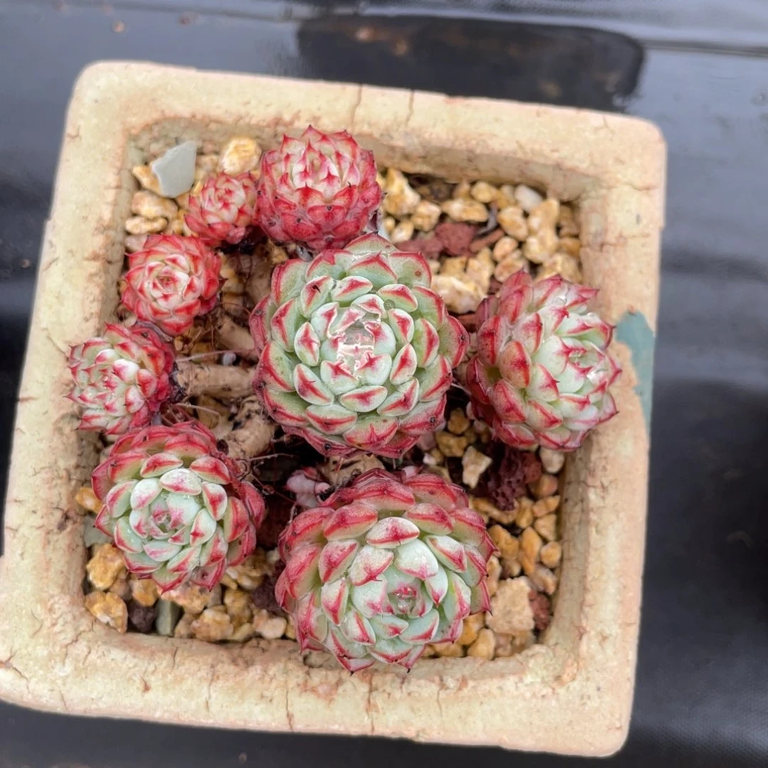 姬莲整装无砍老桩