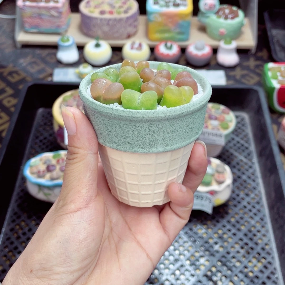 w9990 带盆土发货一物一拍