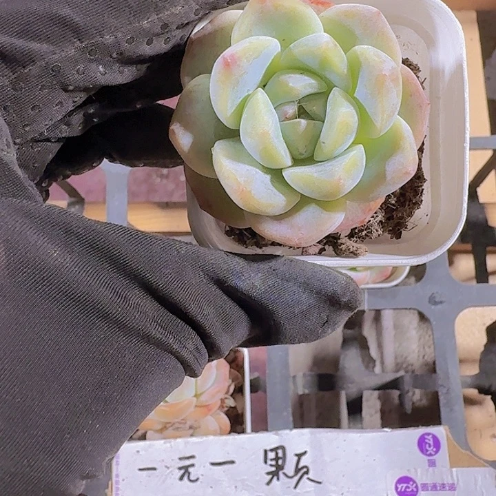 草莓果酱多肉植物