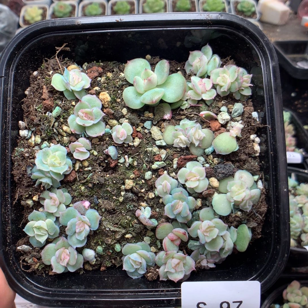 无花朵S97英语英语