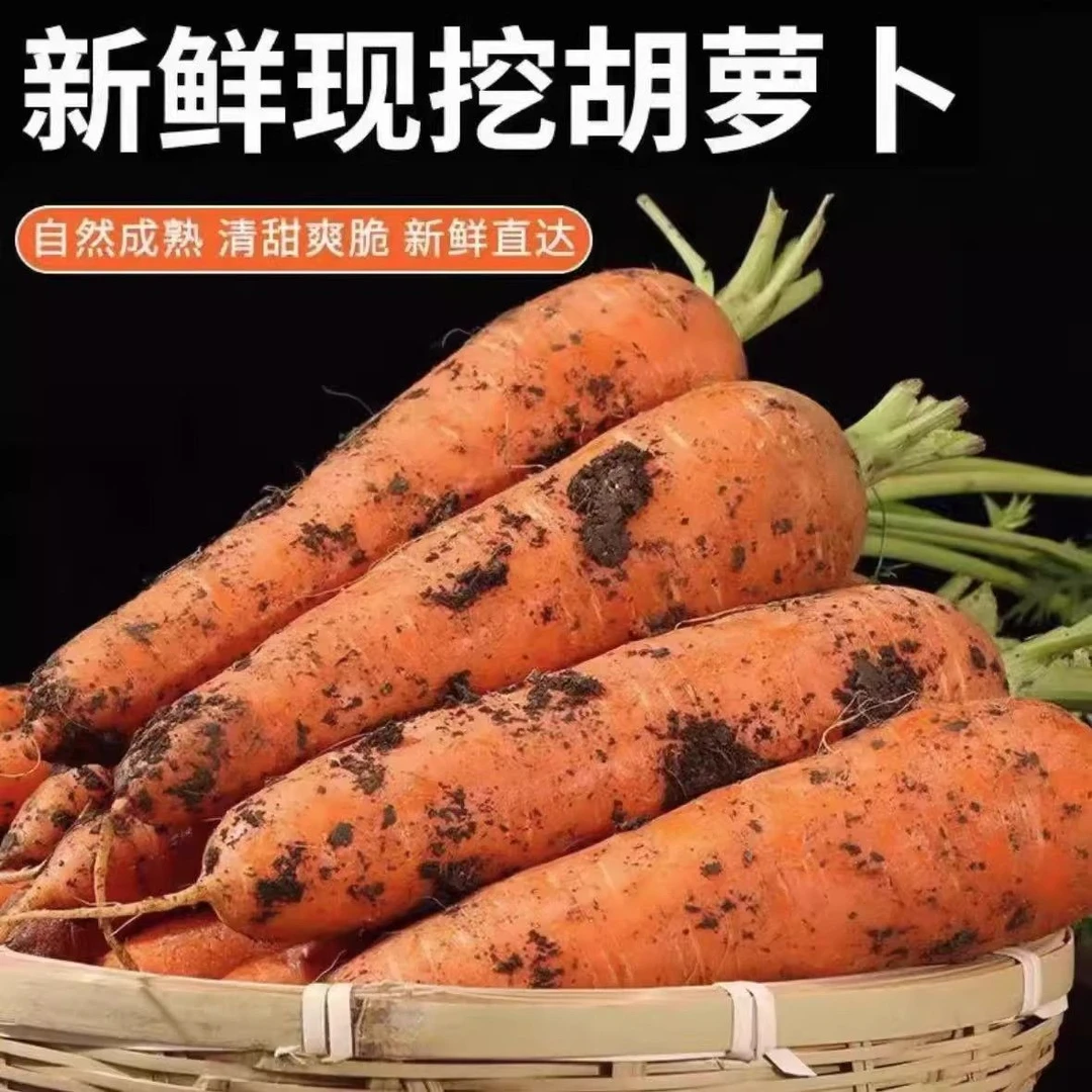 【发五斤】新鲜现挖带泥胡萝卜农家自种可榨汁可雕花蔬菜