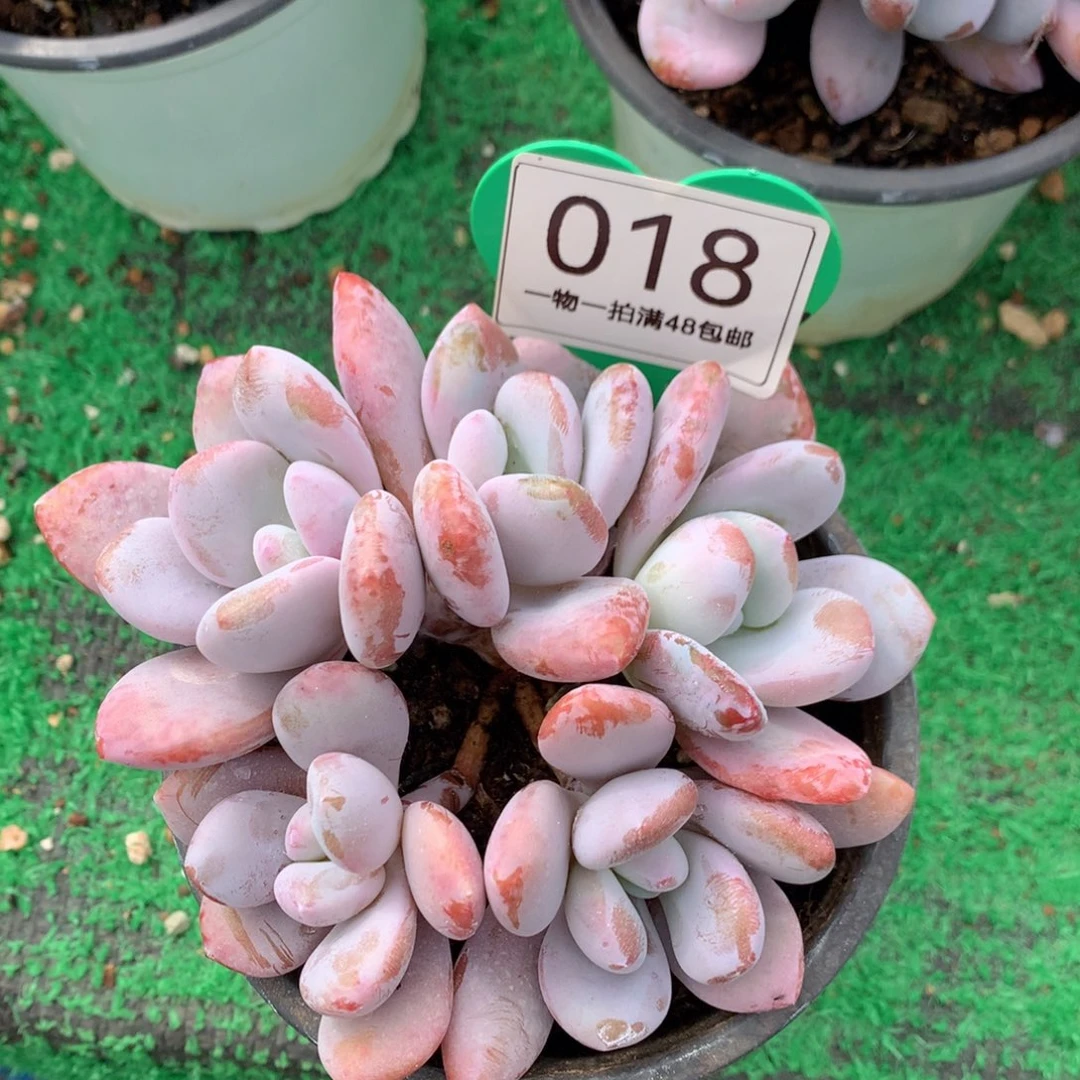 我***雨粉兔群生无砍老桩018