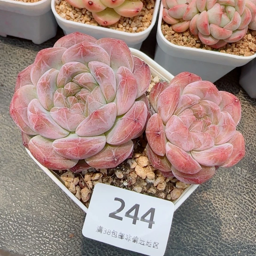 黛玉，244多肉植物