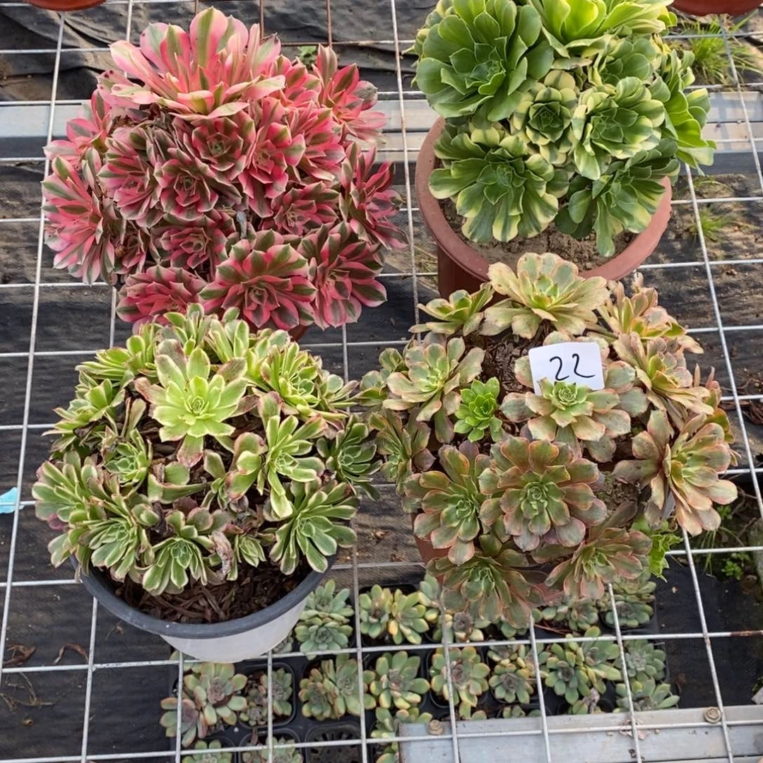 全部花朵多肉植物组合拼盘22
