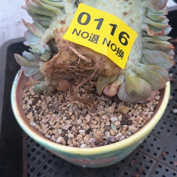 0116号大板子血凤缀化
