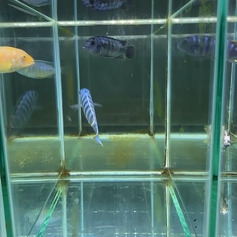 阿***哥海水鱼99号111111111
