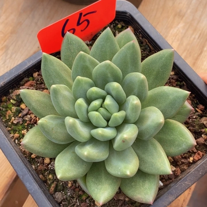 这个我是很看好啊