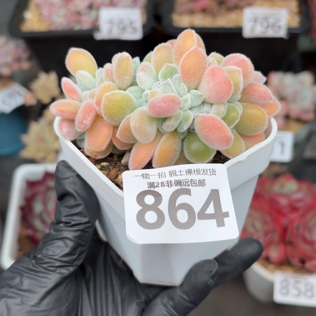 雪晃星缀化无盆土发货