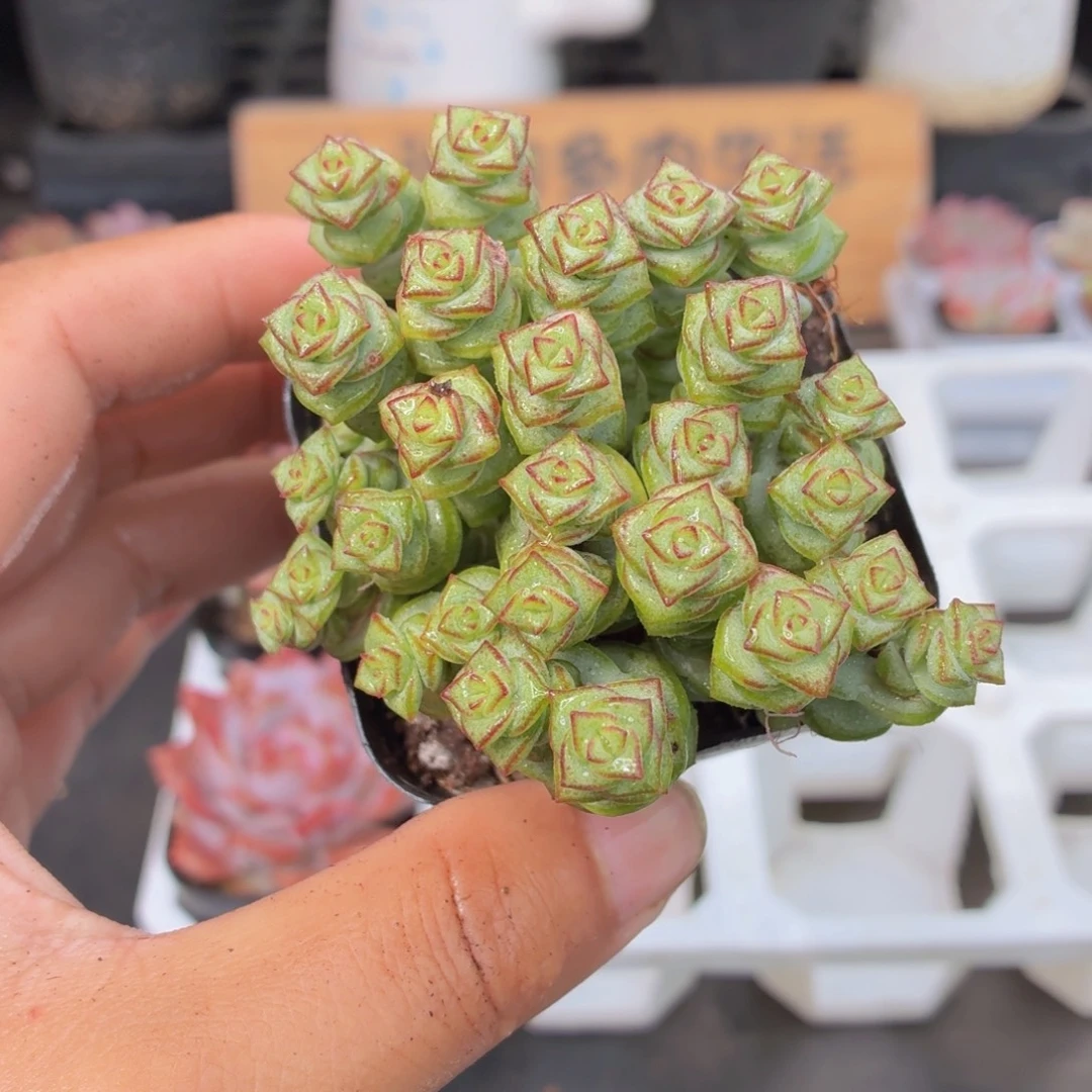 钱串多肉9.9包邮发货