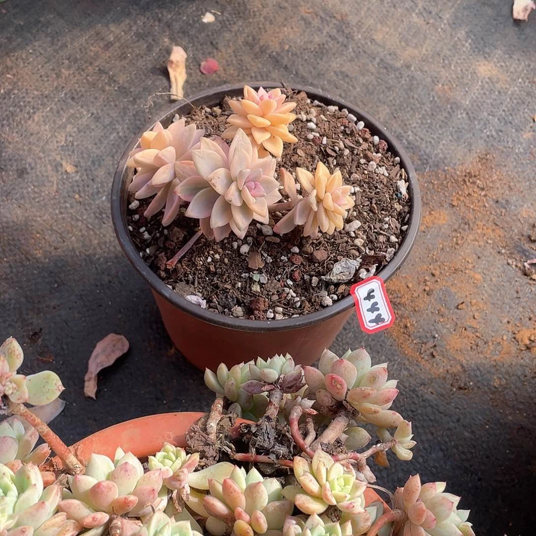 444淡雪锦 一物一拍多肉