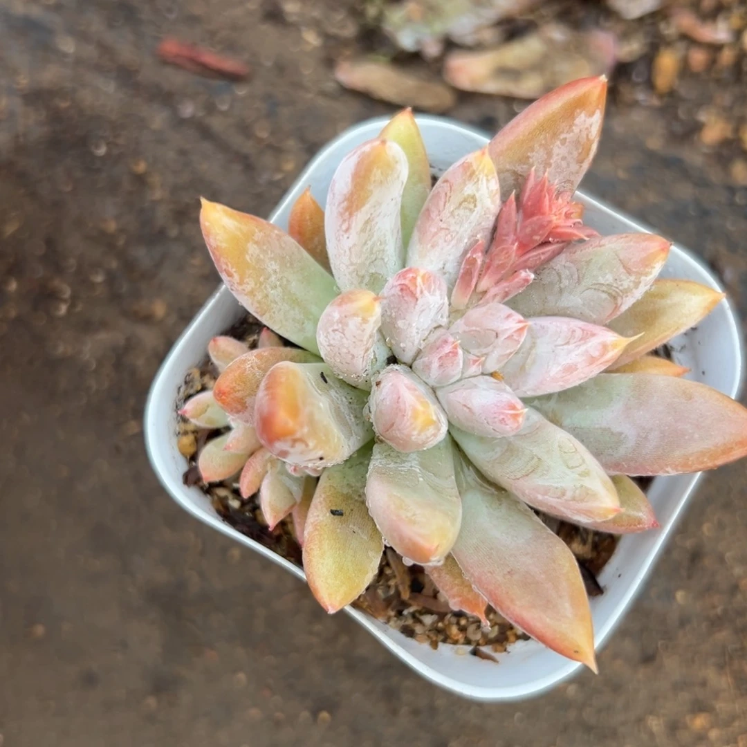 多肉植物所罗门颗