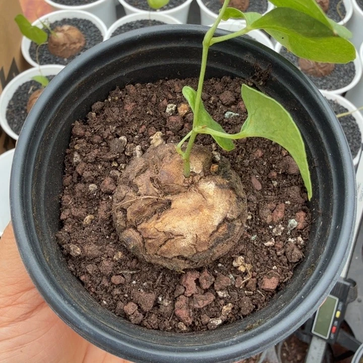 用****4龟甲龙695仙人球