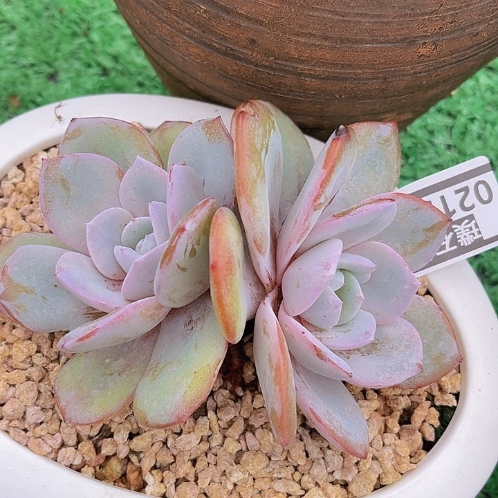 奶茶02150多肉植物