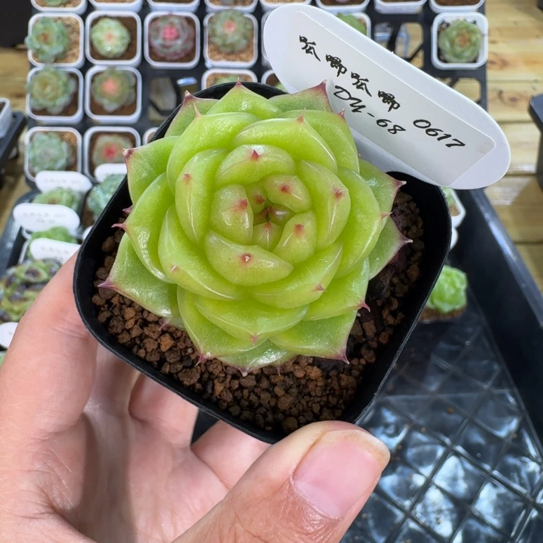0617-068-编号单头