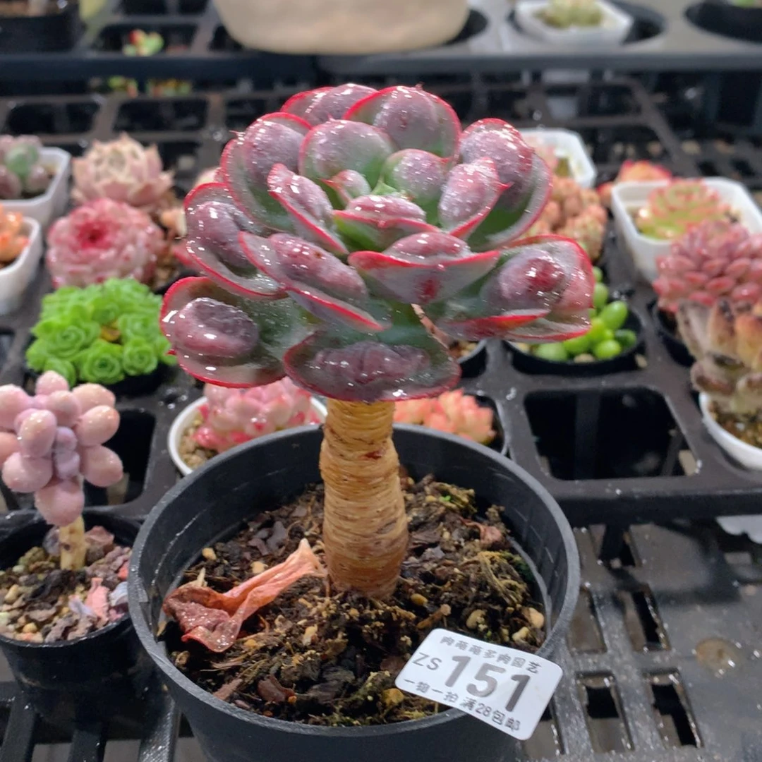 肉萌萌拇指盆精控多肉ZS151