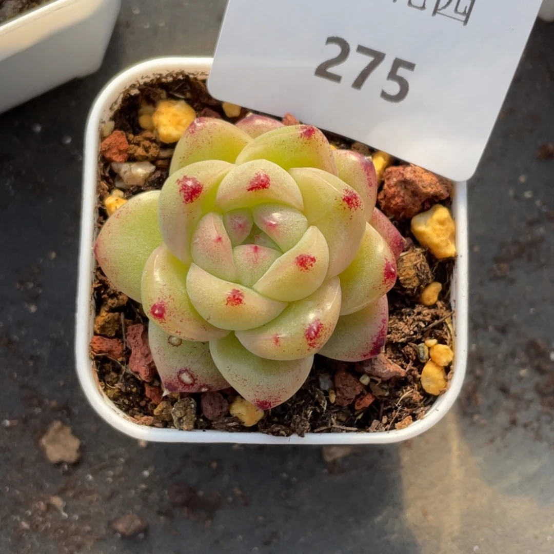 奔****275号糖心冰心珍妮vM100