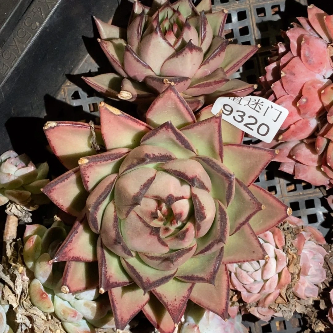 细***薇杂交精品多肉9320~15厘米