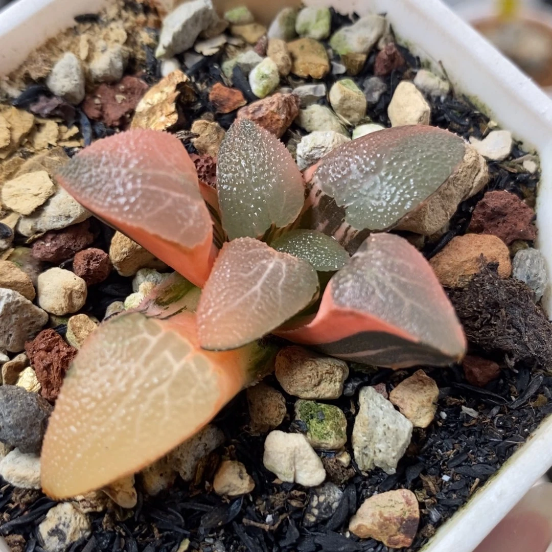 854网纹克锦一物一拍