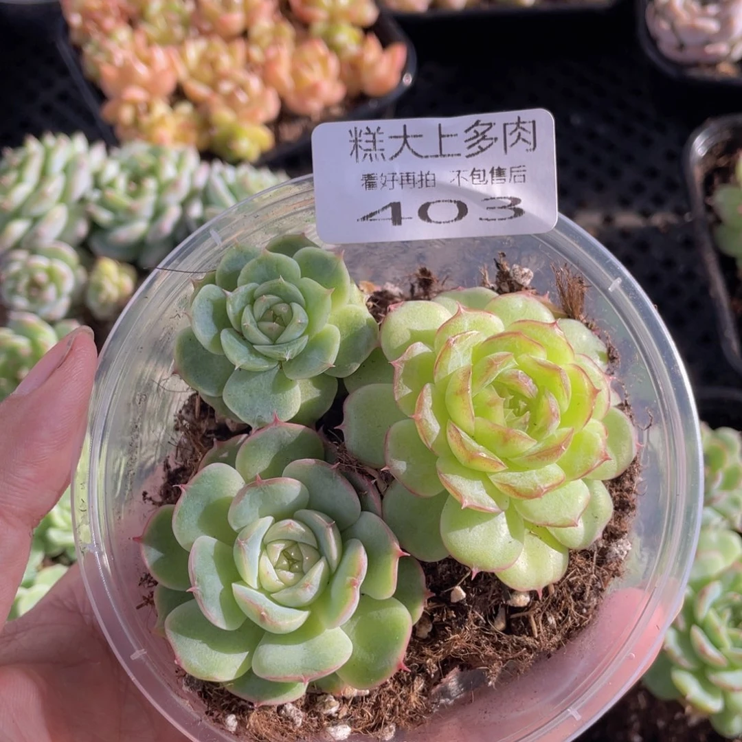 糕大上多肉植物403