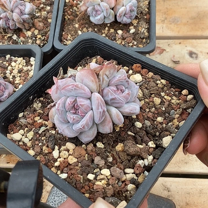 日系肥仔石榴籽 特惠