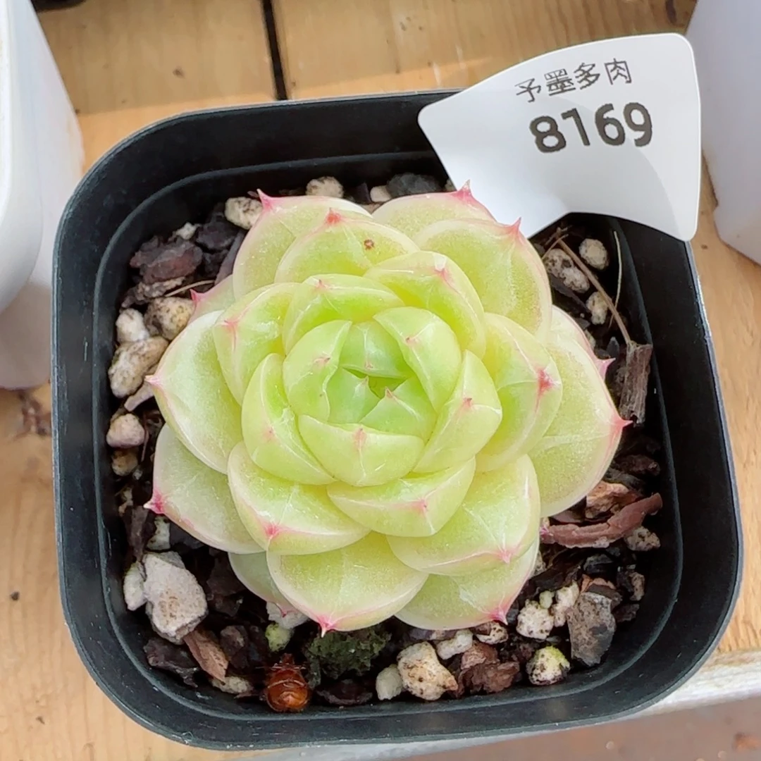井天，8169多肉植物