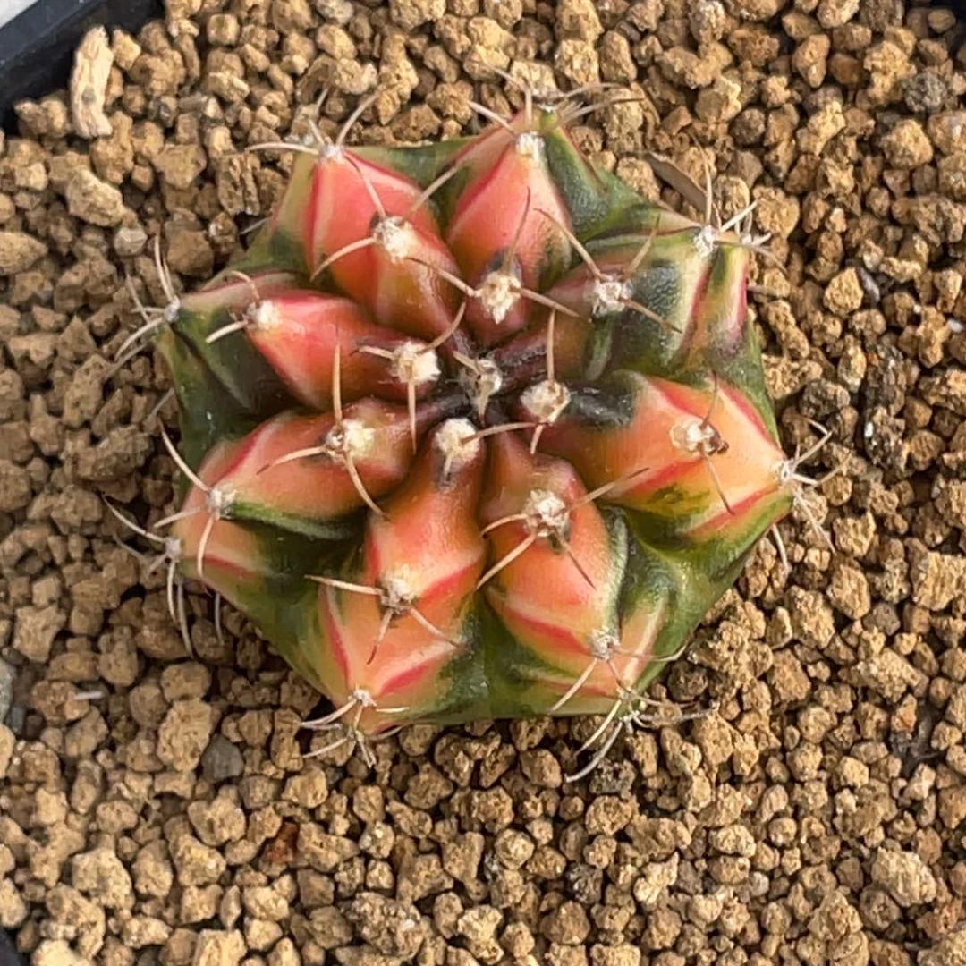 当前无花朵，栽培后可花朵桃子