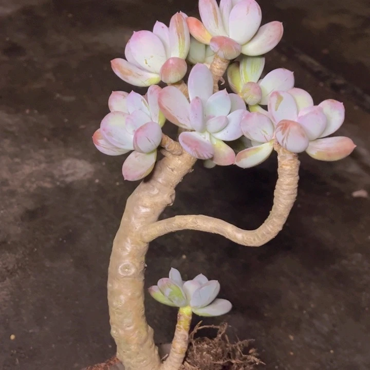 杨**?特价福利灰姑娘超级老桩