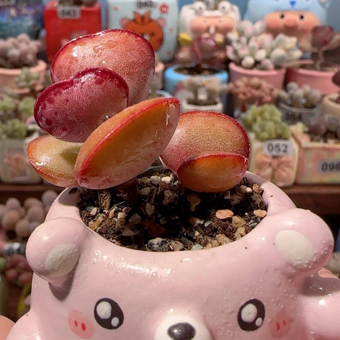 小双头爱心 盆口3.5cm