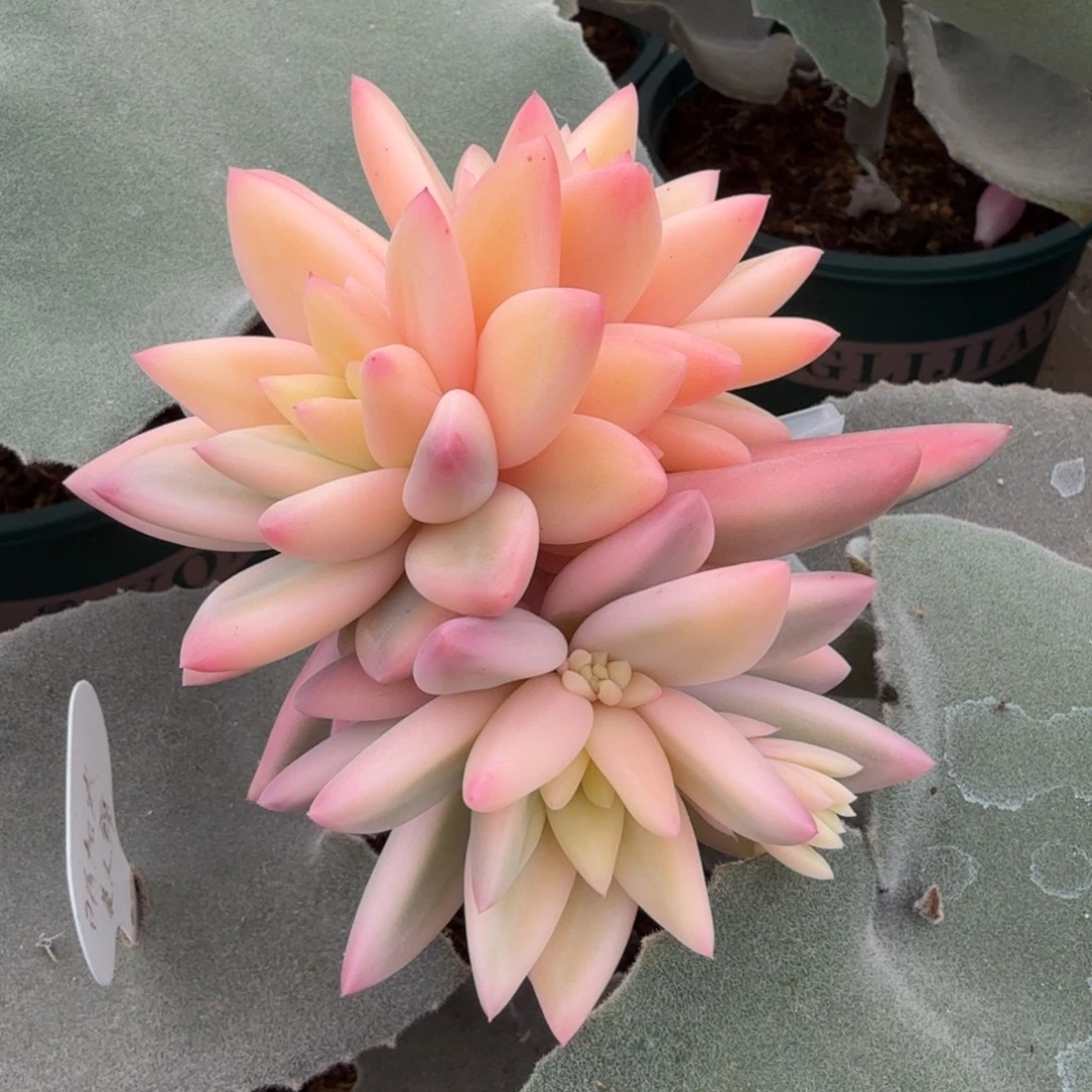 美人锦群锦上园艺一物一拍