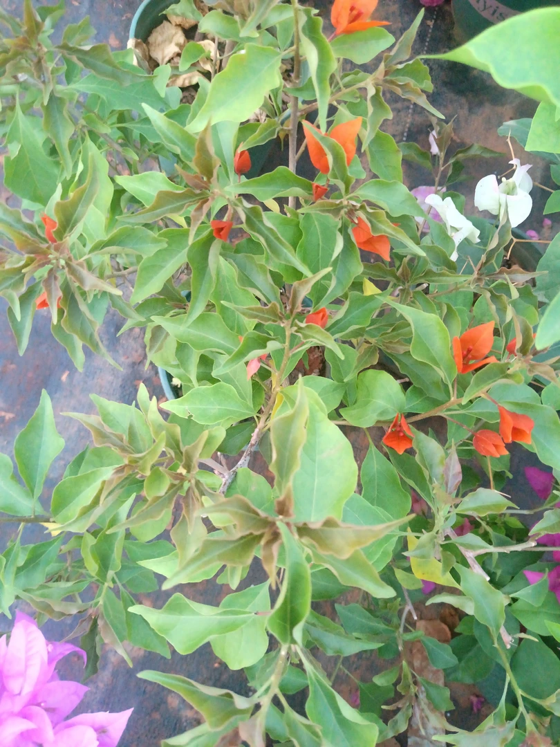 ［桑巴］三角梅会落花落叶，介意慎拍