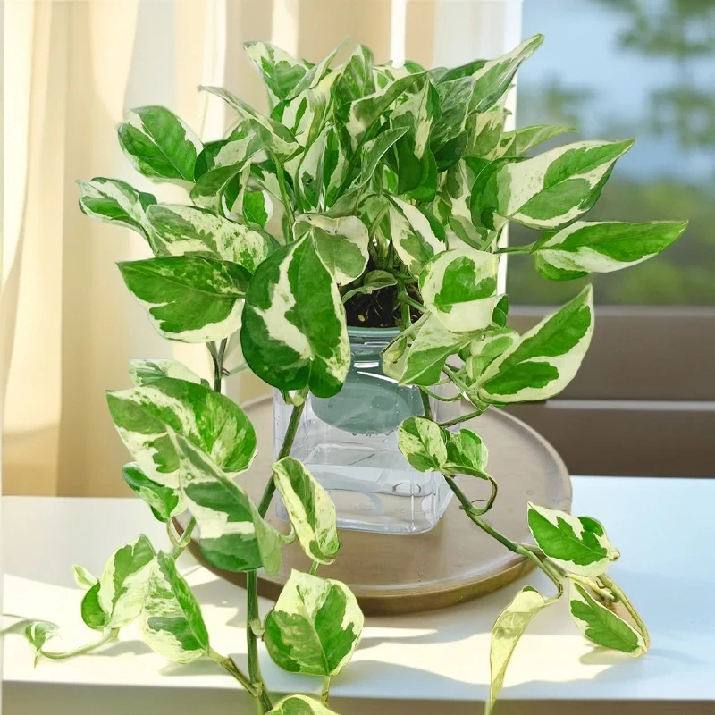 【灵犀物造】白金葛室内吸水盆盆栽观叶植物四季常青净化空气易养活