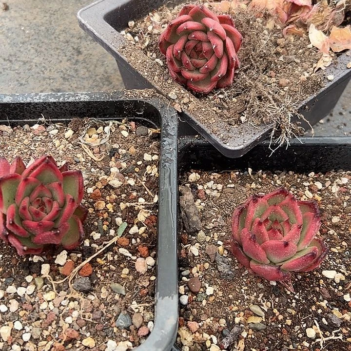 无花朵红钻3盆。