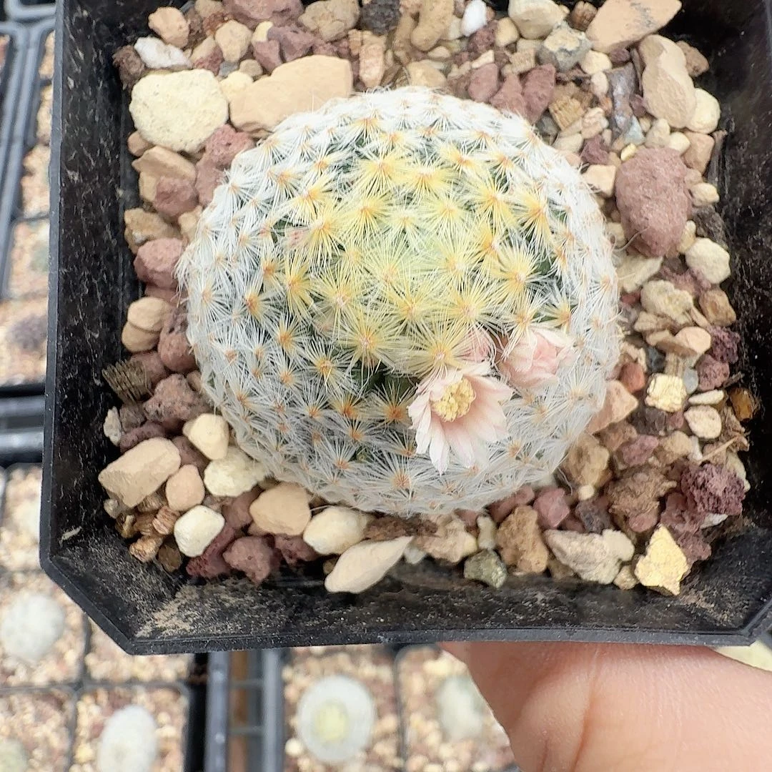 羽毛明星脱土发货