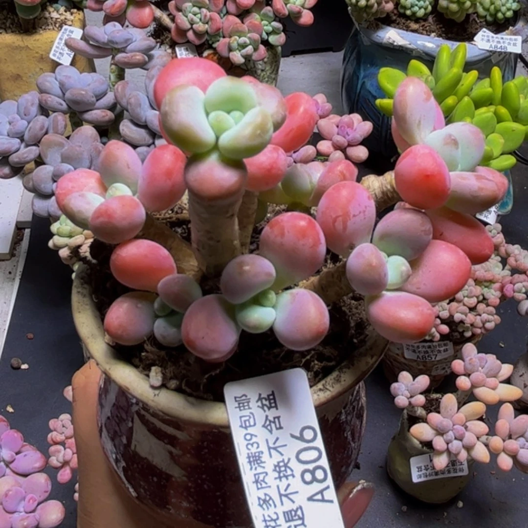 樱花洛神806/8cm多肉