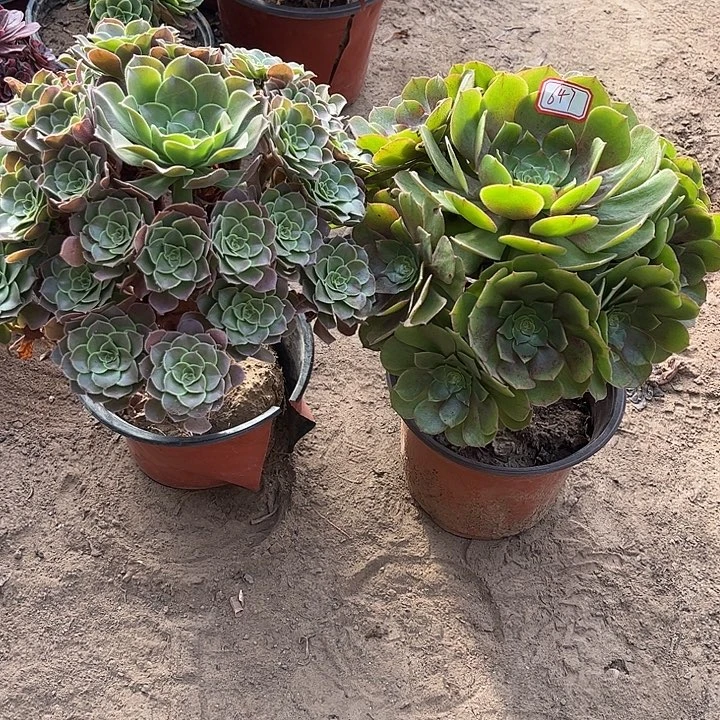 647多肉植物组合，