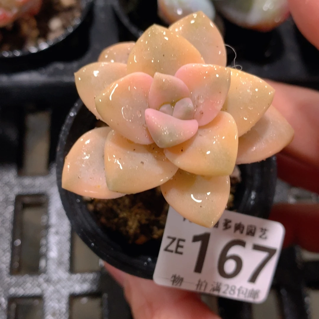 肉萌萌拇指盆精控多肉ZE167