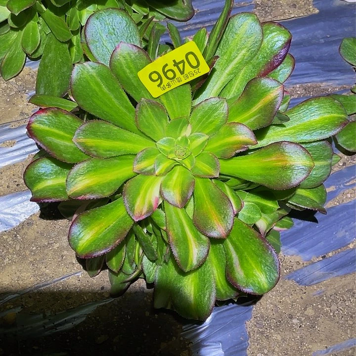 0496韶秀七彩多肉植物