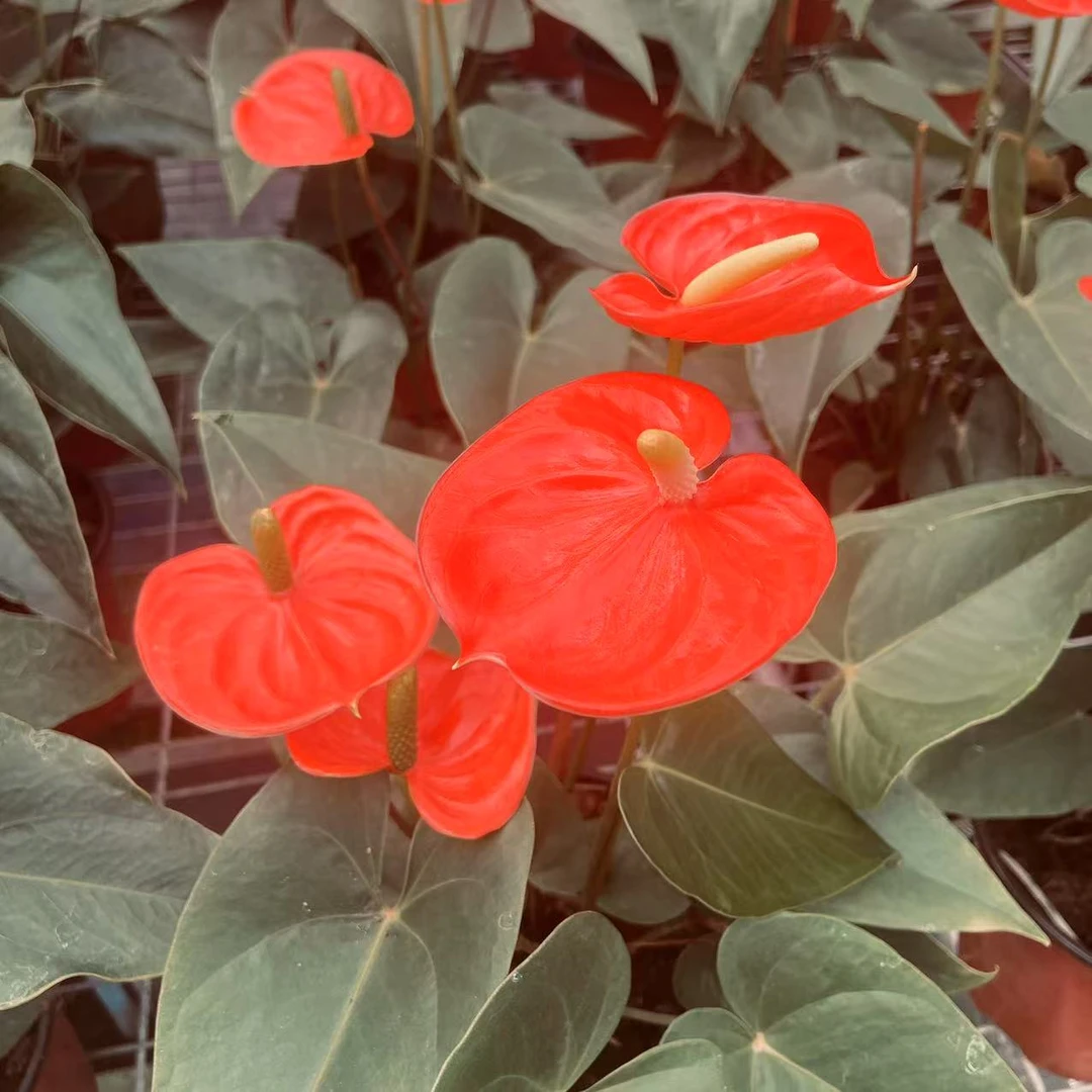 【那卡】橙掌150#盆栽绿植物鸿运当头大叶大花室内前台桌面开花