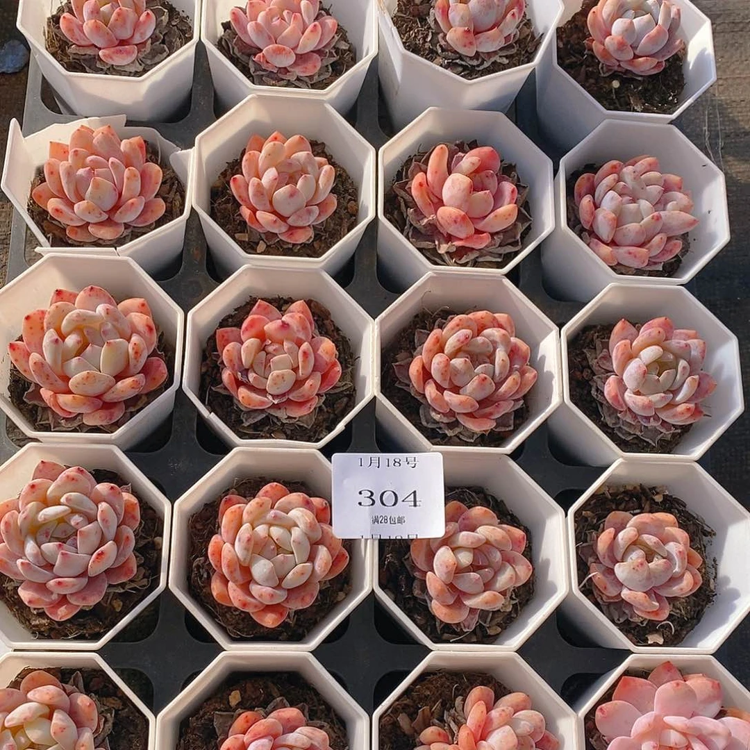 【闪购商品】云304号20颗