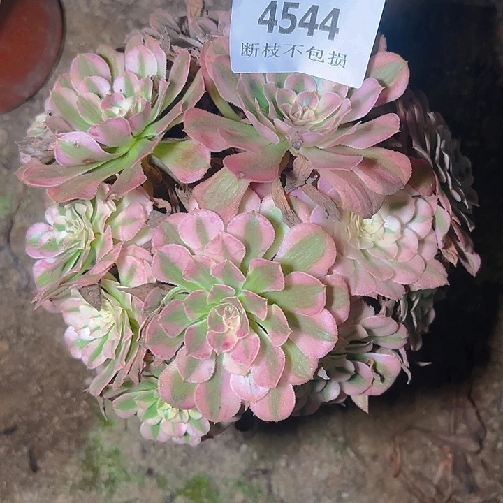 4544红铜白丛林多肉植物