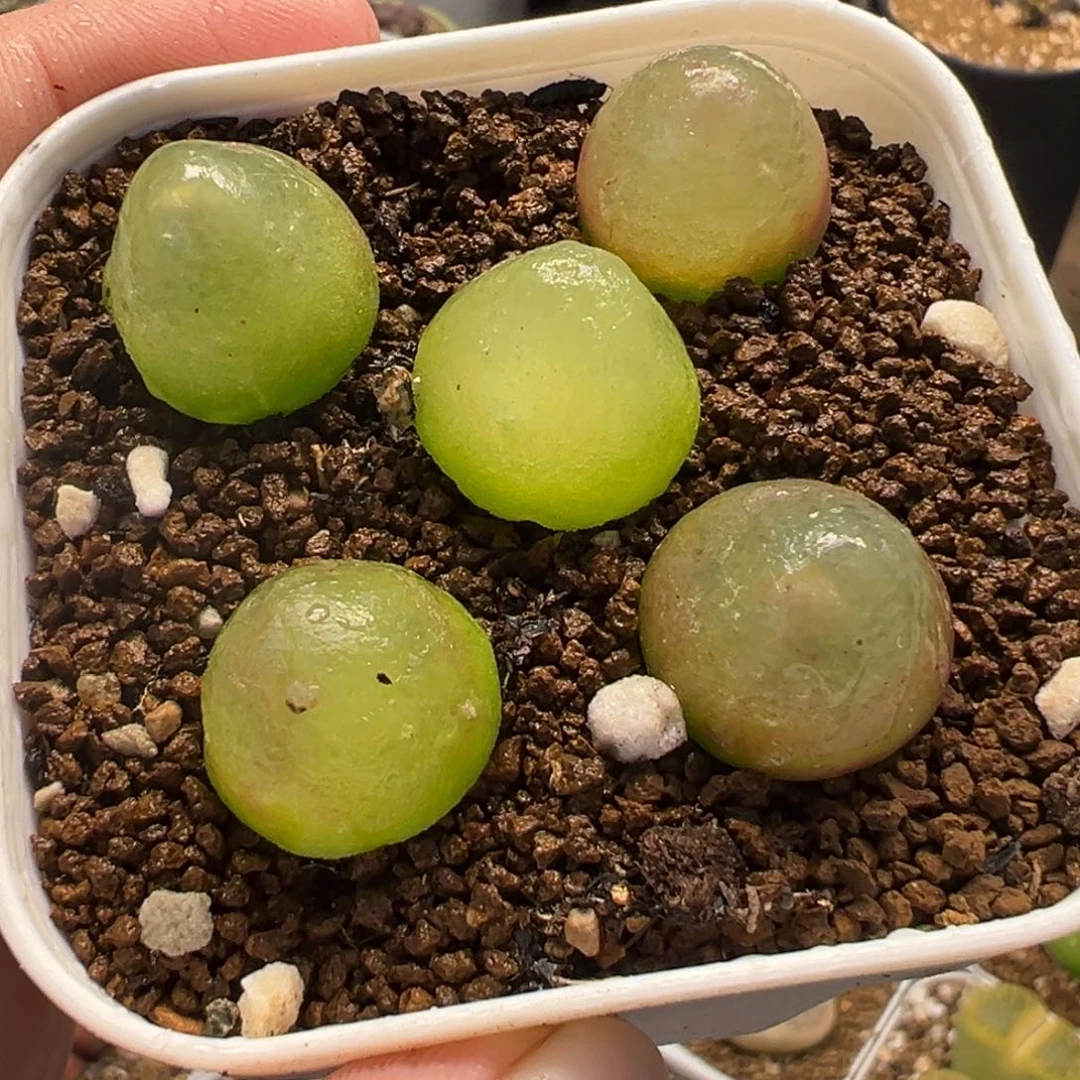 225多肉植物种类多样