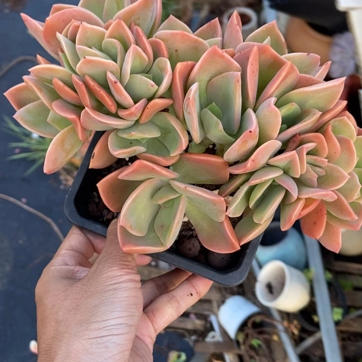 英***子多肉植物一物一拍