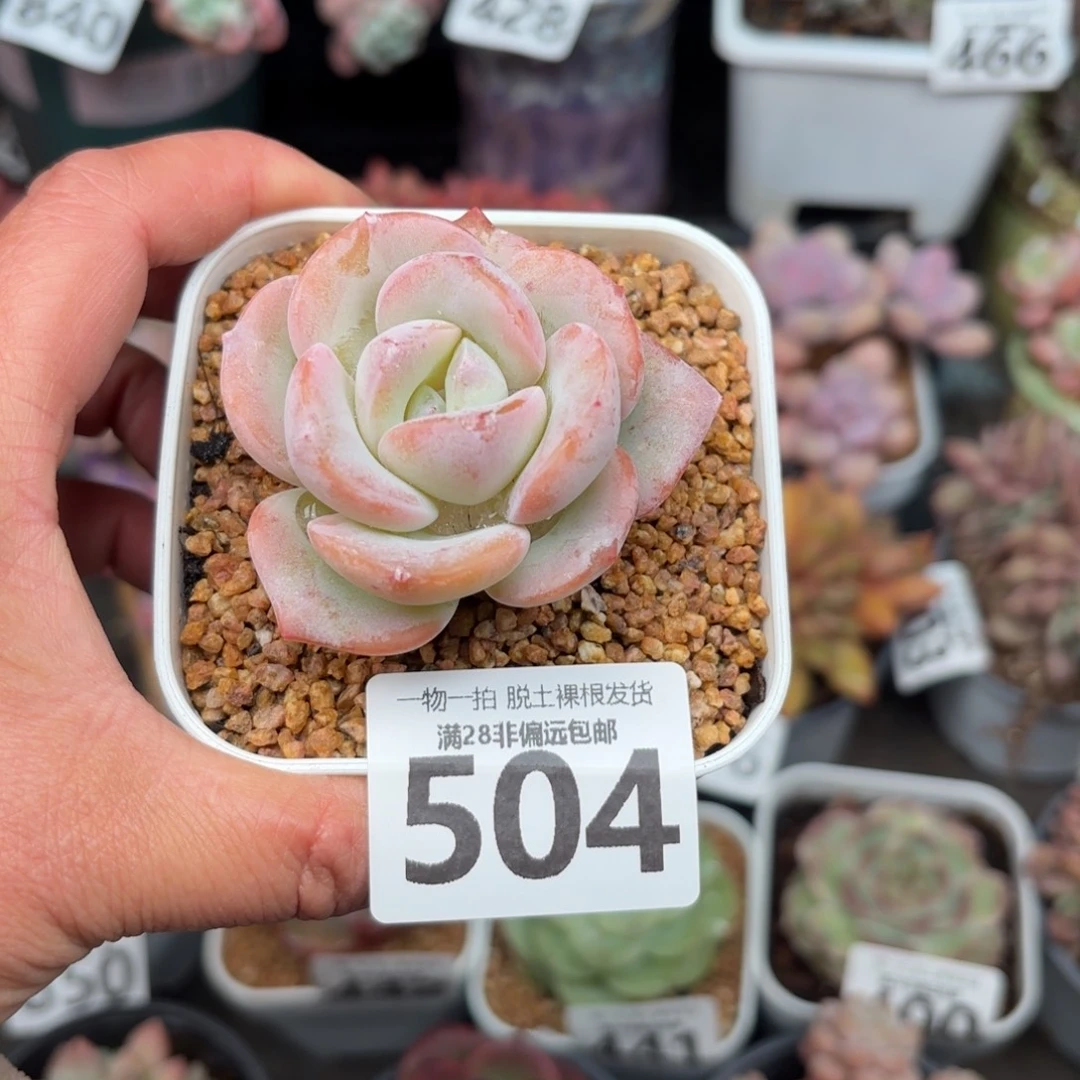 泡芙奶茶无盆土发货