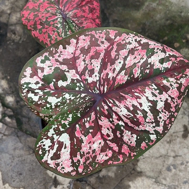 62-1211豹纹彩叶芋广东现货