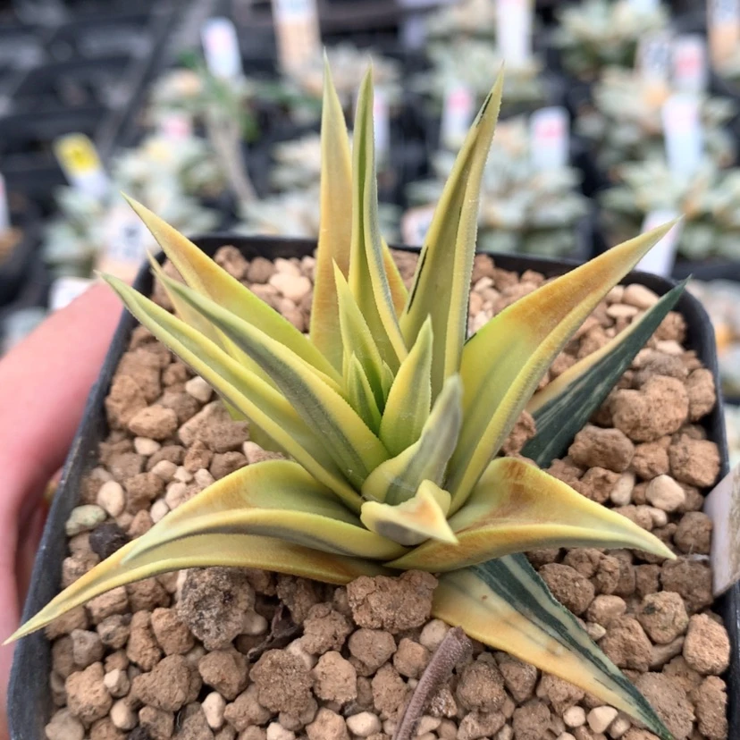 【闪购商品】16象牙塔