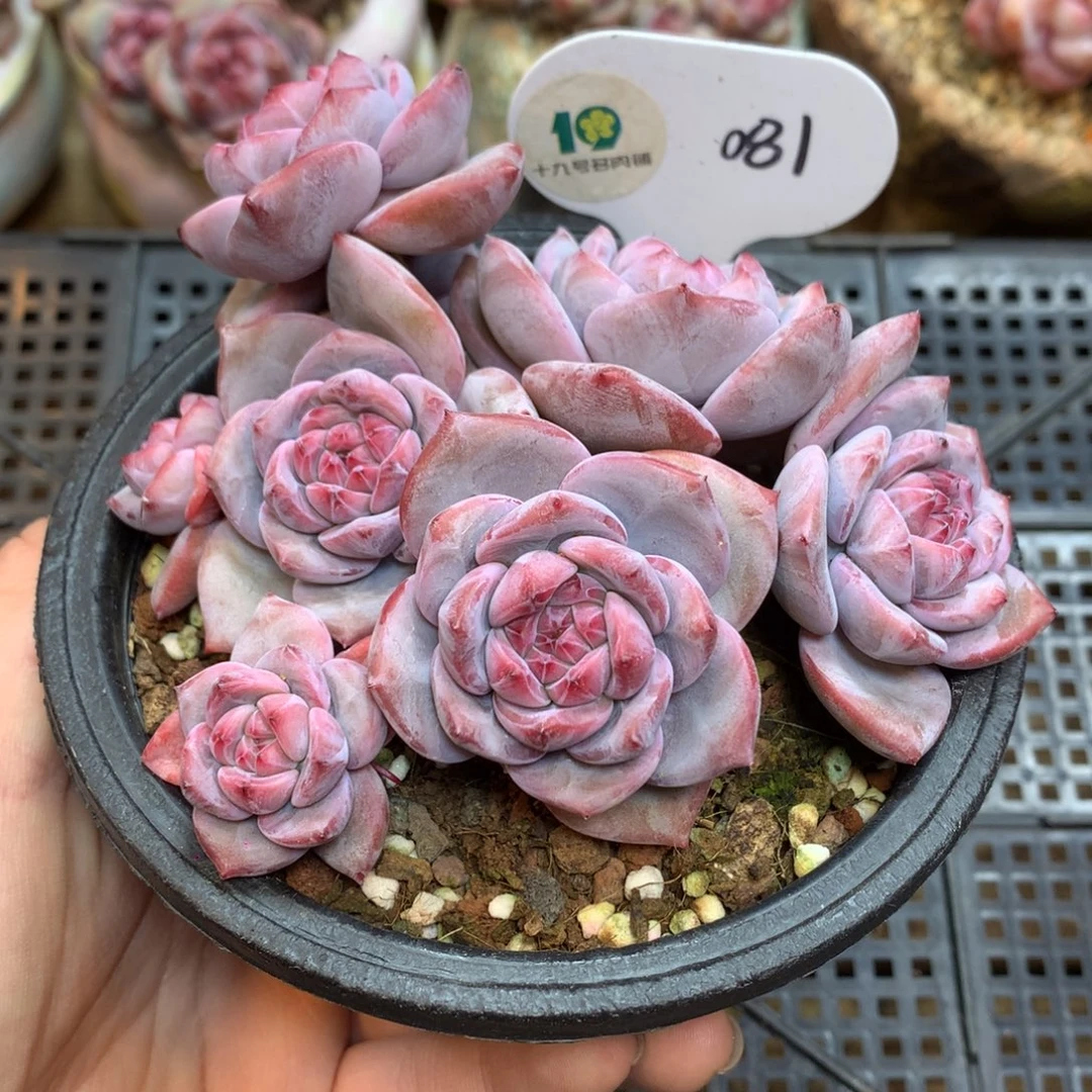 081 突尼斯 8头新年开播福利