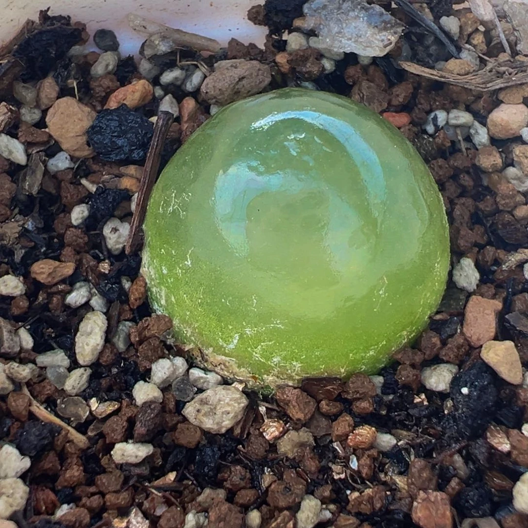 085多肉植物种类多样